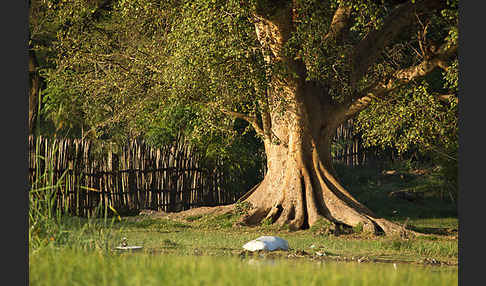 Echte Feige (Ficus carica)