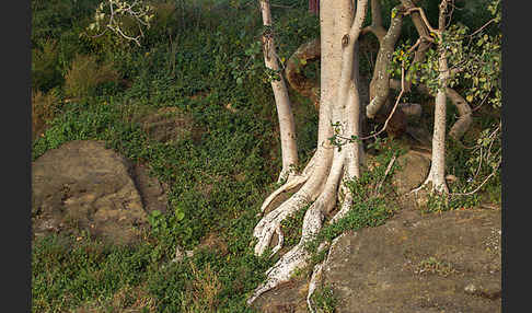 Echte Feige (Ficus carica)