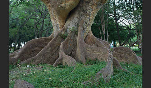 Echte Feige (Ficus carica)