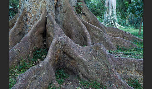 Echte Feige (Ficus carica)