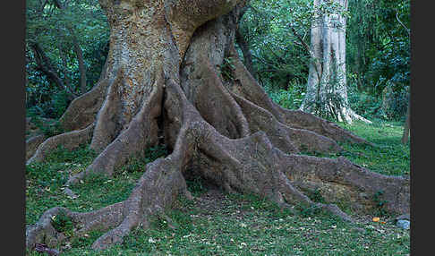 Echte Feige (Ficus carica)