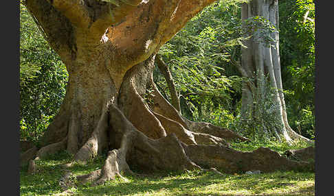 Echte Feige (Ficus carica)