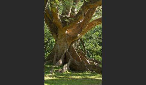 Echte Feige (Ficus carica)