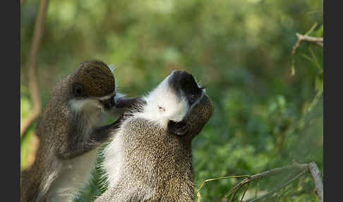 Grüne Meerkatze (Chlorocebus aethiops)