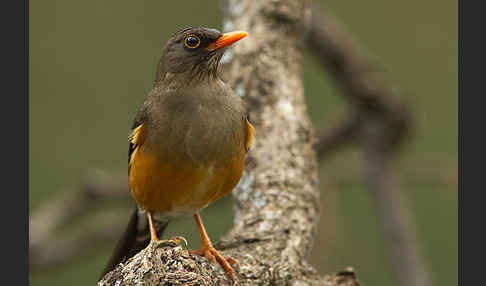 Gmelindrossel (Turdus abyssinicus)