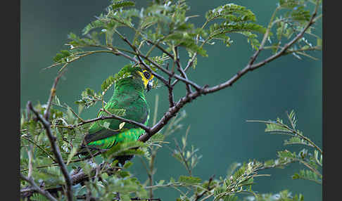 Schoapapagei (Poicephalus flavifrons)