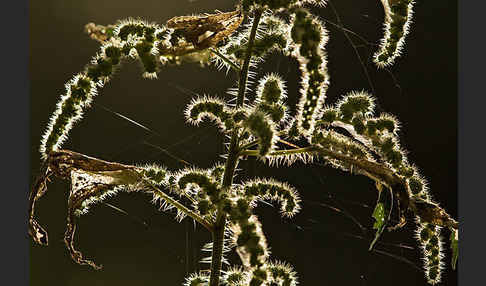 Brennnessel (Urtica spec.)