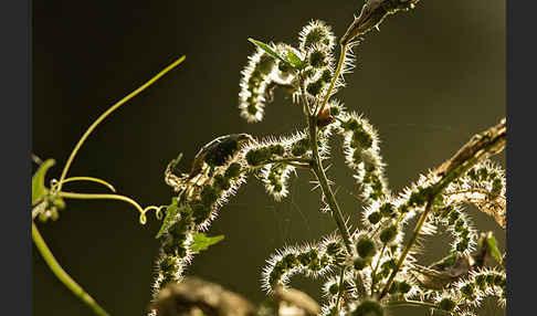 Brennnessel (Urtica spec.)