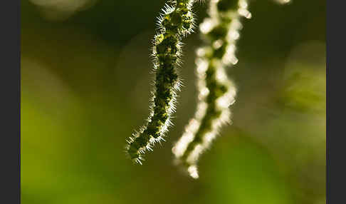 Brennnessel (Urtica spec.)