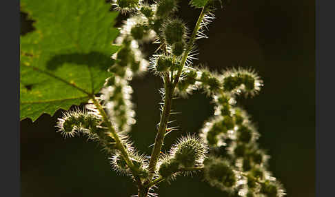 Brennnessel (Urtica spec.)