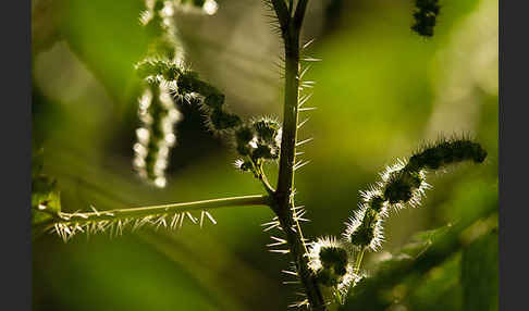 Brennnessel (Urtica spec.)