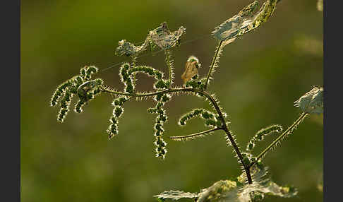 Brennnessel (Urtica spec.)