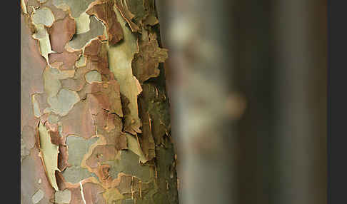 Blaue Eukalyptus (Eucalyptus globulus)