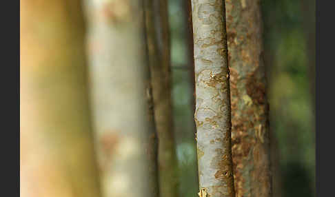 Blaue Eukalyptus (Eucalyptus globulus)