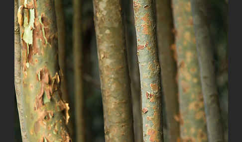 Blaue Eukalyptus (Eucalyptus globulus)