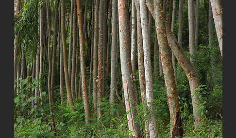 Blaue Eukalyptus (Eucalyptus globulus)