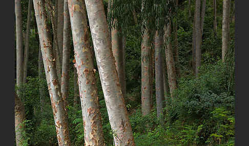 Blaue Eukalyptus (Eucalyptus globulus)