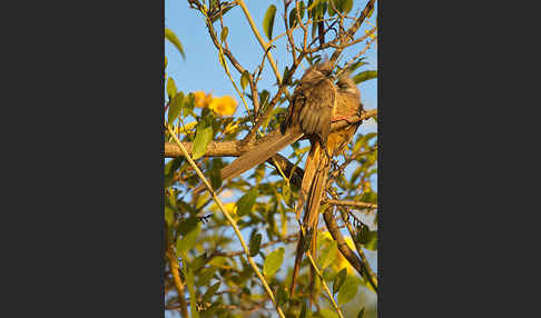 Braunflügel-Mausvogel (Colius striatus)