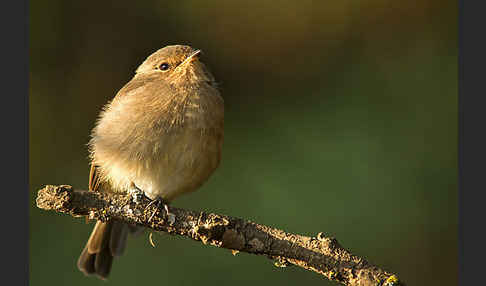 Dunkelschnäpper (Muscicapa adusta)