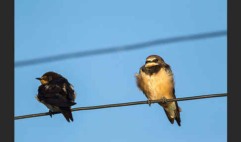 Fahlkehlschwalbe (Hirundo aethiopica)