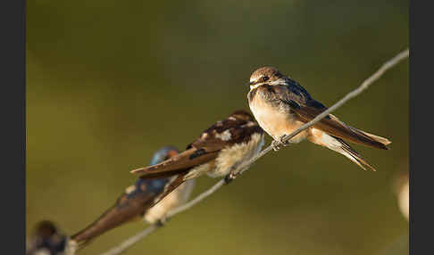 Fahlkehlschwalbe (Hirundo aethiopica)