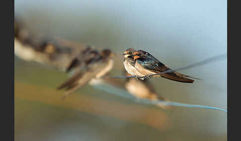 Fahlkehlschwalbe (Hirundo aethiopica)