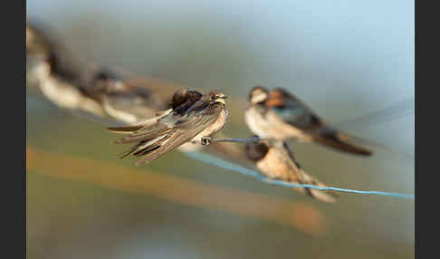 Fahlkehlschwalbe (Hirundo aethiopica)