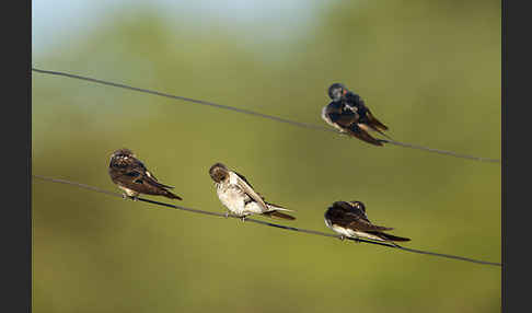 Fahlkehlschwalbe (Hirundo aethiopica)