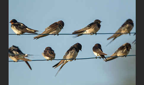 Fahlkehlschwalbe (Hirundo aethiopica)