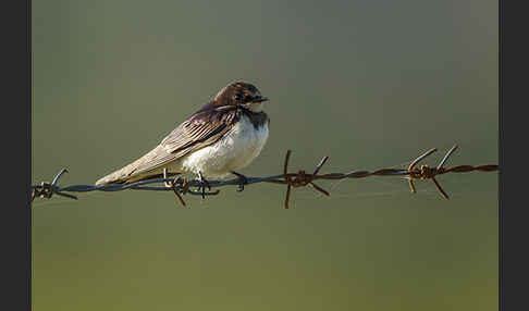 Fahlkehlschwalbe (Hirundo aethiopica)