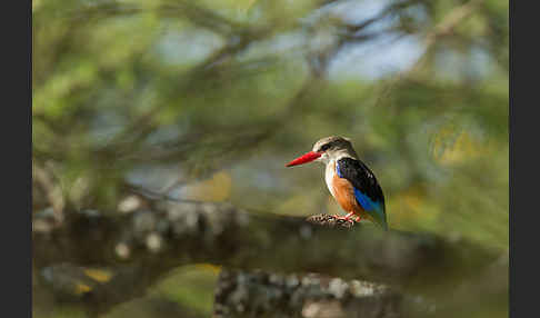 Graukopfliest (Halcyon leucocephala)