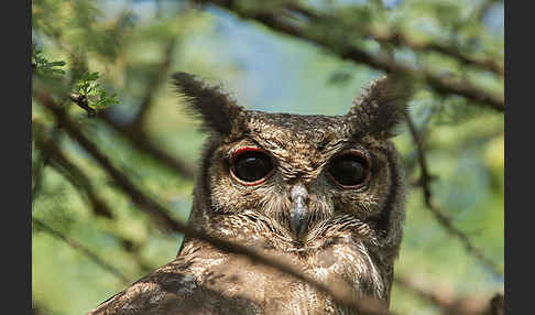 Grauuhu (Bubo cinerascens)