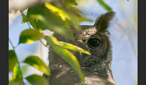 Grauuhu (Bubo cinerascens)