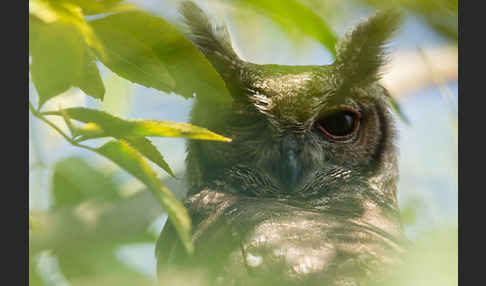 Grauuhu (Bubo cinerascens)