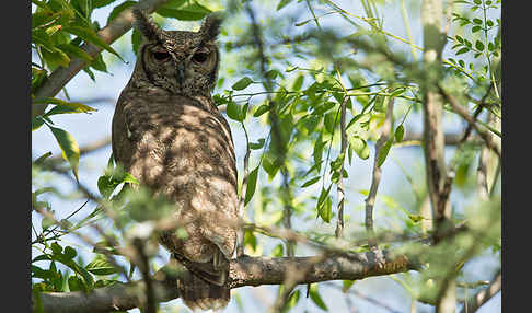 Grauuhu (Bubo cinerascens)