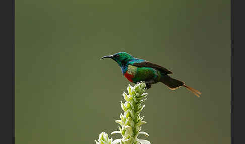 Elfennektarvogel (Cinnyris pulchellus)