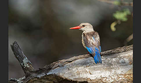 Graukopfliest (Halcyon leucocephala)