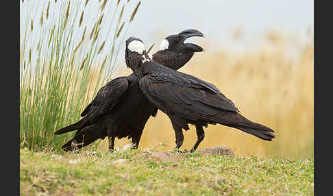 Erzrabe (Corvus crassirostris)