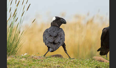 Erzrabe (Corvus crassirostris)