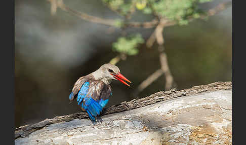 Graukopfliest (Halcyon leucocephala)