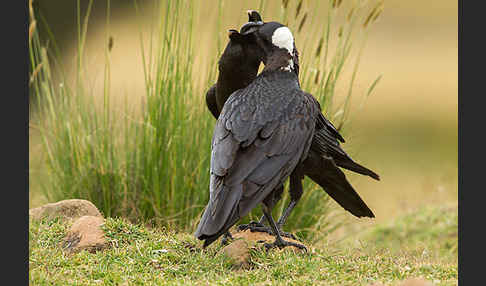 Erzrabe (Corvus crassirostris)