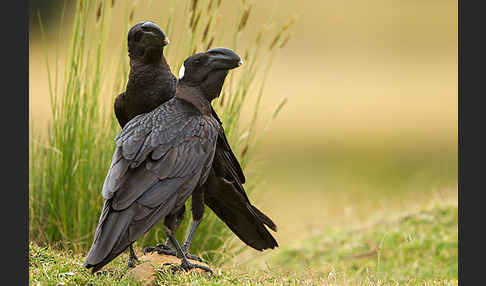 Erzrabe (Corvus crassirostris)