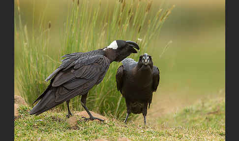 Erzrabe (Corvus crassirostris)