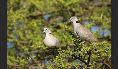 Brillentaube (Streptopelia decipiens)