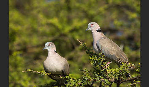 Brillentaube (Streptopelia decipiens)