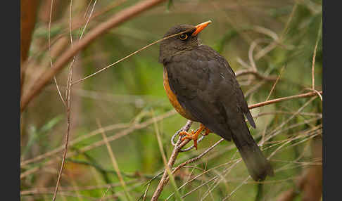 Gmelindrossel (Turdus abyssinicus)