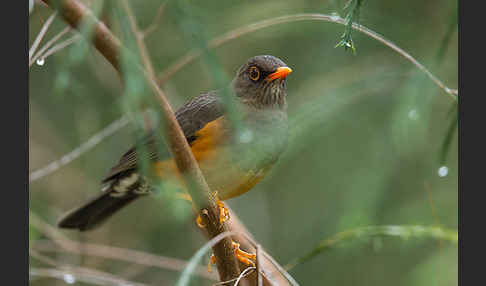 Gmelindrossel (Turdus abyssinicus)