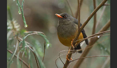 Gmelindrossel (Turdus abyssinicus)