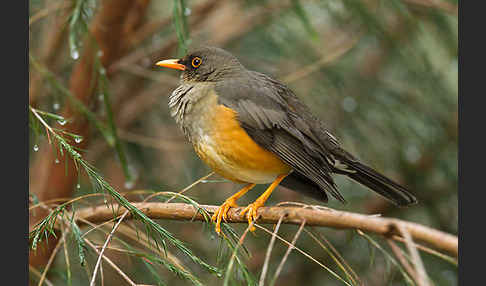 Gmelindrossel (Turdus abyssinicus)