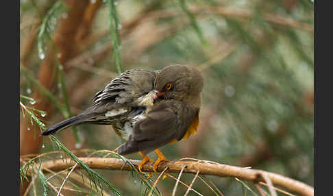 Gmelindrossel (Turdus abyssinicus)